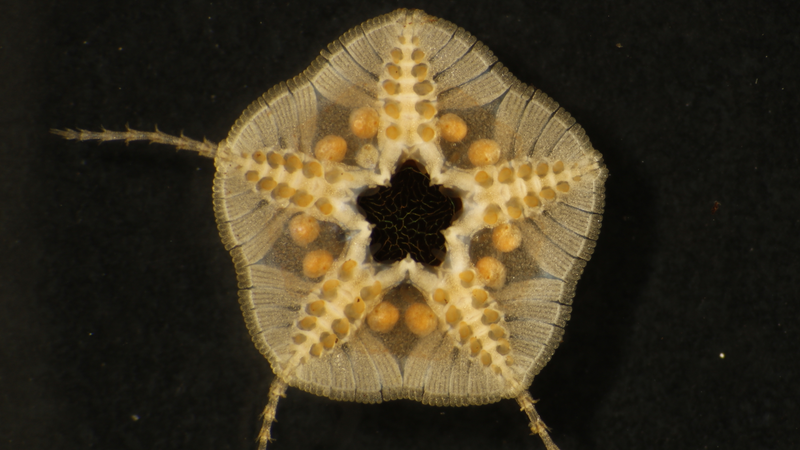 An ophiuroid, or brittle star